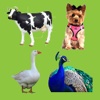Animal Sounds Quiz For Kids