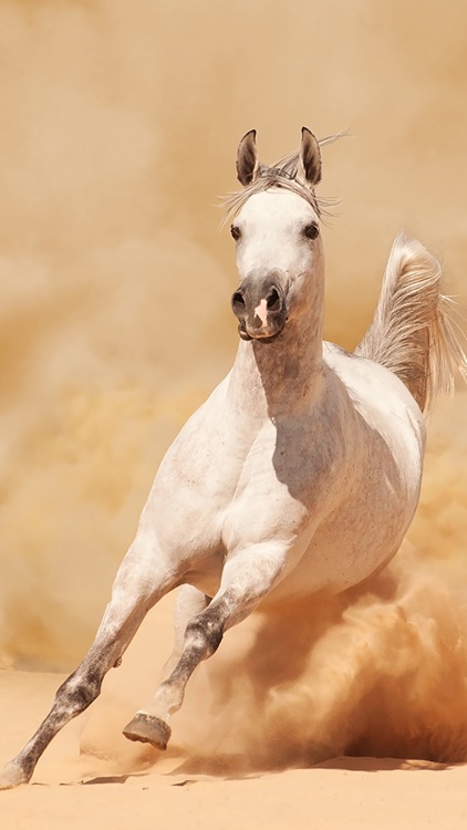 Dream Horses - Art Gallery: Breeds & Types, Racetrack & Tournaments, Photos & Paintings