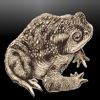 iWeazle - the toad
