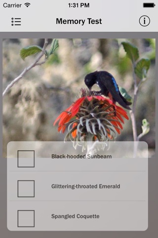 Hummingbirds Species screenshot 2