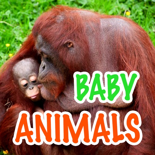 Baby Animals - Learn Animal Names! icon