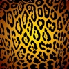 Cheetah Wallpapers HD