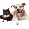 Cats And Dogs Encyclopedia
