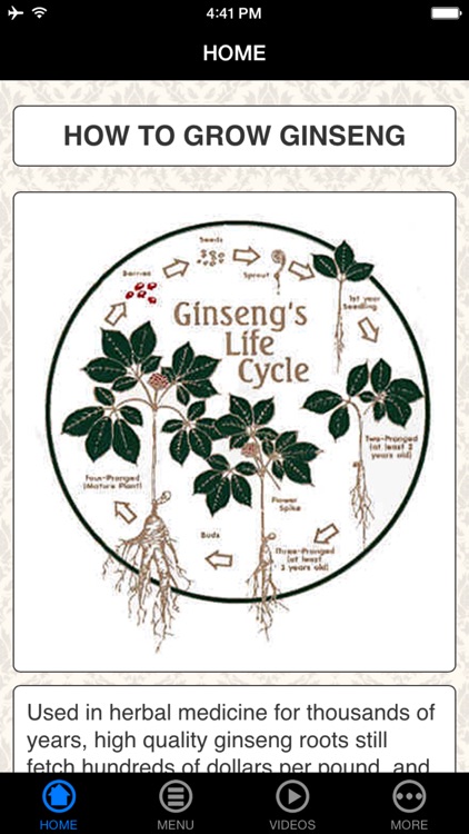 How To Grow Ginseng - Beginner's Guide