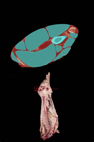 NUBeef-Anatomy screenshot 4