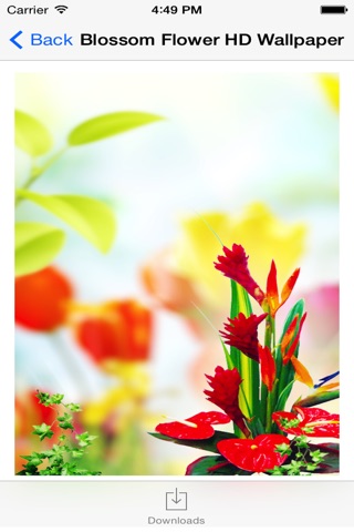 Blossom Flower HD Wallpaper for iPhone screenshot 3