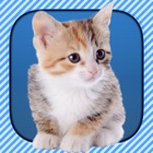 InstaKitty - A Funny Picture Editor with Cute Cats and Kitties Stickers