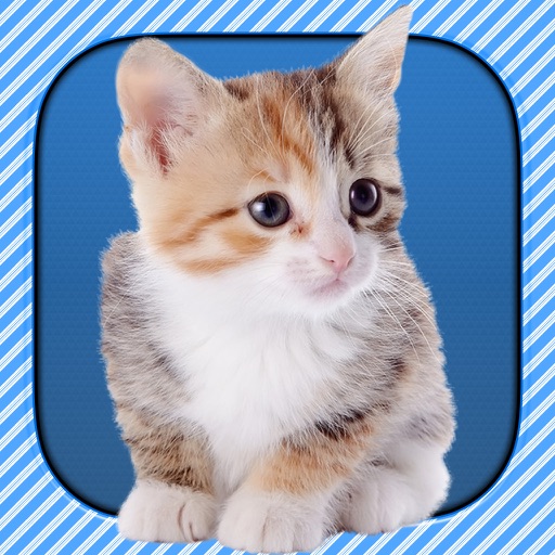 InstaKitty - A Funny Picture Editor with Cute Cats and Kitties Stickers Icon