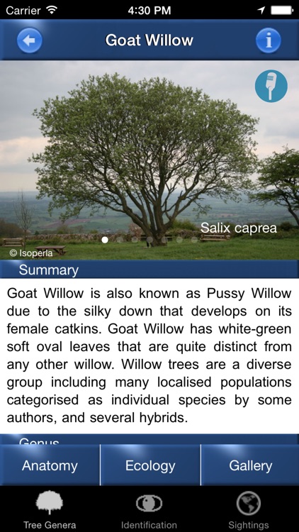 Tree Id - British Tree Identification Guide