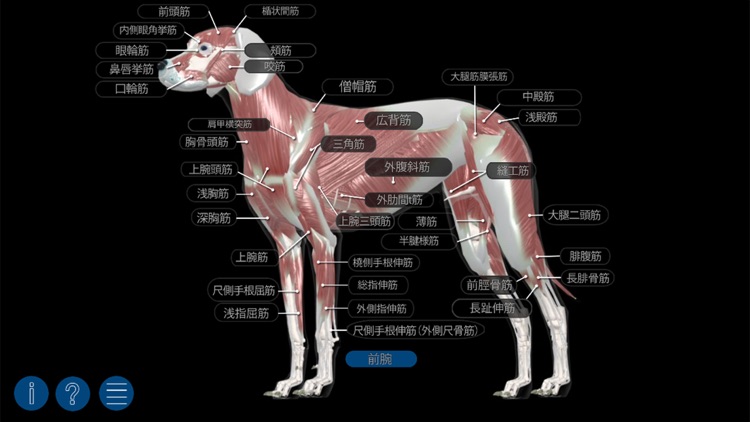 イヌの解剖学 Dog Anatomy 3d By Real Bodywork