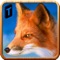 Life of Wild Fox