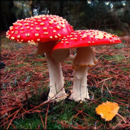 MushroomBook