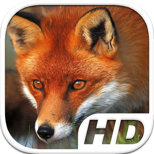 Fox Simulator HD Animal Life iOS App