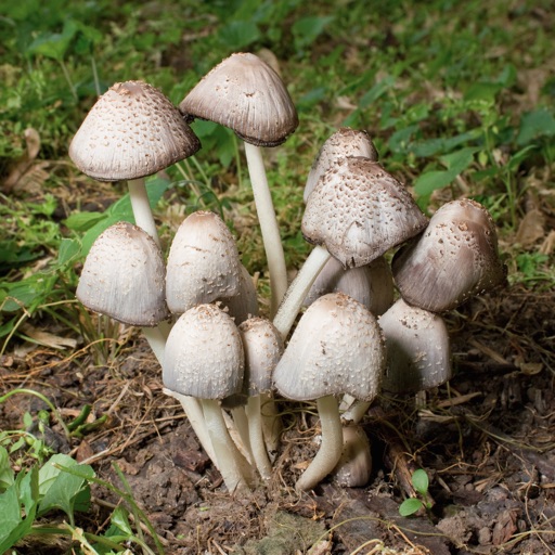 Mushrooms Info