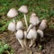 Mushrooms Info is a great collection with beautiful photos and with detailed instructions