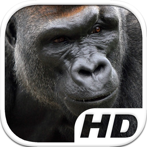 Gorilla Simulator HD Animal Life icon