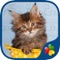 Cute Cats - Real Cat and Kitten Picture Jigsaw Puzzles Games for Kids