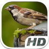 Sparrow Bird Simulator HD Animal Life