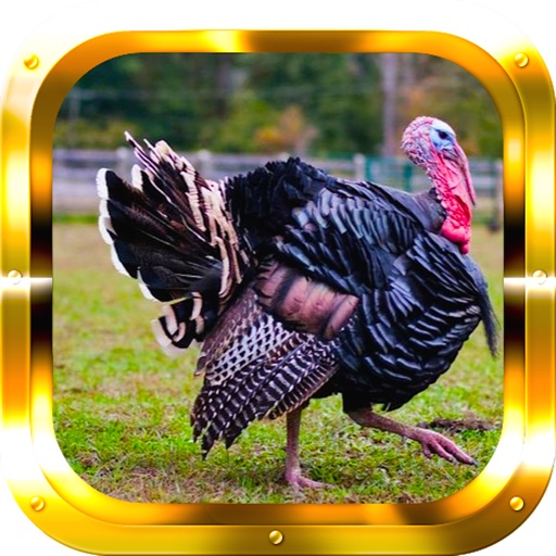 Turkey Hunting: Big Game Trophy Hunter icon