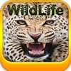 Wild Life Wallpapers -Best HD Wallpapers of Animal World