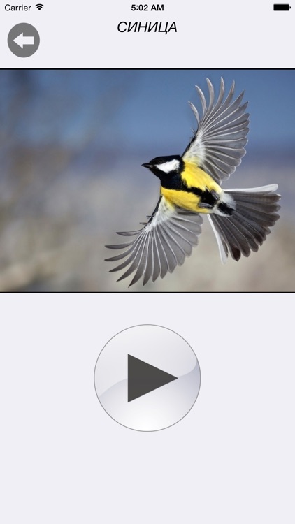 Птицы России - золотые голоса родной природы (free version)