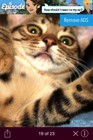 Cats wallpaper for iPhone screenshot 3