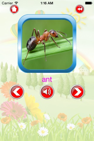 Insect For Kid - Educate Your Child To Learn English In A Different Way screenshot 3