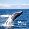 iWhale Watching