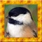 Chickadee Bird Simulator