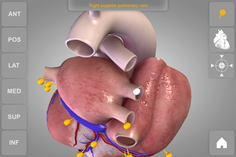 Heart - 3D Atlas of Anatomy Lite screenshot 2