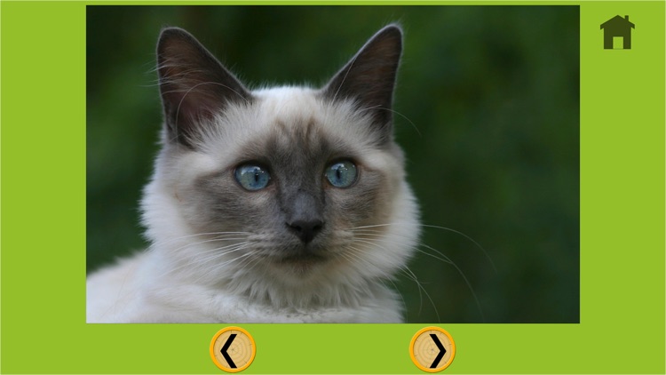 lovely cats for kids - free game screenshot-4