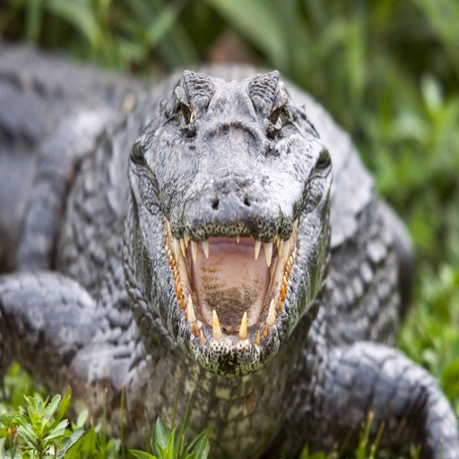 Alligator - Sound Effects, Alarms and Ringtones from the Swamp to You icon