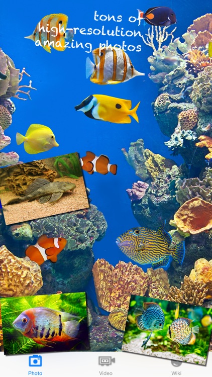 iAquarium