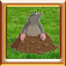 Activities of Animals World: Cartoon Moles Tap Premium