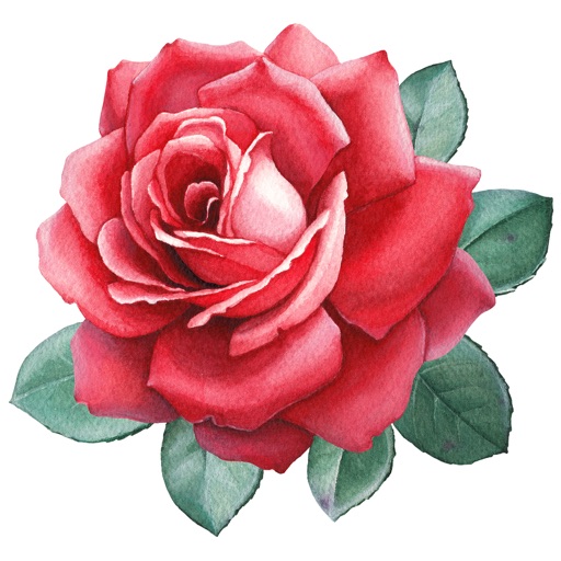 Send Roses Rose Stickers for iMessage