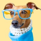 IggyMoji - Italian Greyhound dog emojis, stickers