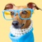 IggyMoji is the #1 emoji app for Italian Greyhound lovers