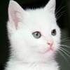Cute Cats Wallpapers (HD) - Best Kitty Backgrounds