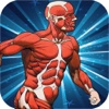 Human Anatomy Pro Quiz True False Knowledge Trivia