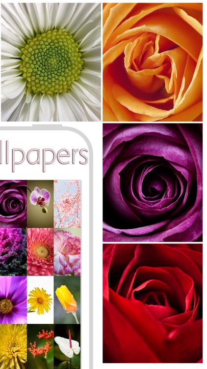 Flower Wallpaper Pictures HD And Background Themes