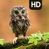 Best Owl Backgrounds | Owl HD Pic.ture & Wallpaper