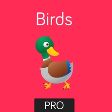 Activities of Birds Flashcard for babies and preschool Pro