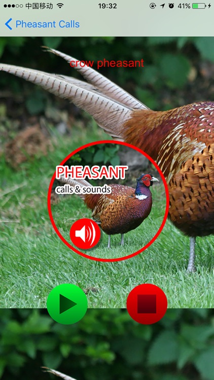 pheasant rooster wav