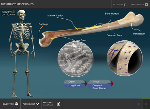 The Structure and Functions of Bones screenshot 4