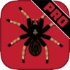 Spider Solitaire Cards Pro