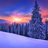 Pine Tree Snow Wallpapers HD-Quotes and Art
