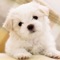 Best Puppies Wallpaper & Background app in the app store