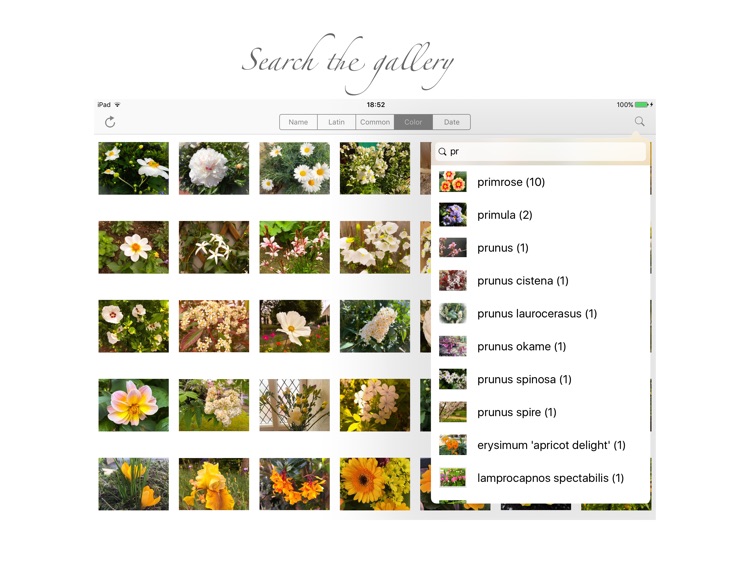 Garden Flowers