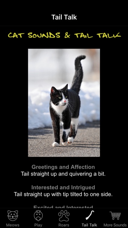 Cat Sounds & Tail Talk
