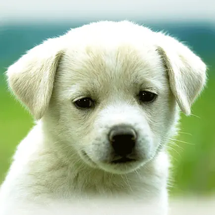 Cute Puppies Wallpapers  - dog pictures for free! Читы